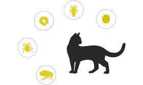 Collar Natural anti Pulgas y Garrapatas para Gatos